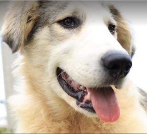 Alfie a cream and grey colour Romanian rescue dog 1 | 1 Dog at a Time Rescue UK