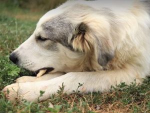 Alfie a cream and grey colour Romanian rescue dog 1 | 1 Dog at a Time Rescue UK