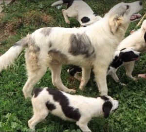 Alfie a cream and grey colour Romanian rescue dog 1 | 1 Dog at a Time Rescue UK