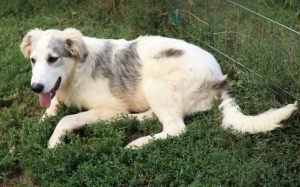 Alfie a cream and grey colour Romanian rescue dog 1 | 1 Dog at a Time Rescue UK