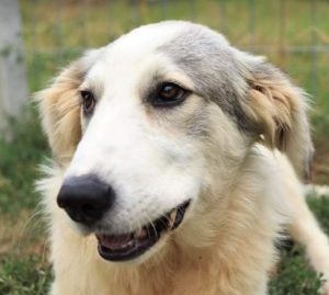 Alfie a cream and grey colour Romanian rescue dog 1 | 1 Dog at a Time Rescue UK