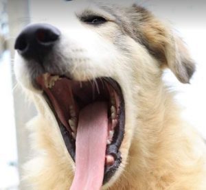 Alfie a cream and grey colour Romanian rescue dog 1 | 1 Dog at a Time Rescue UK