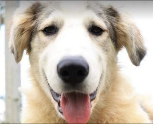 Alfie a cream and grey colour Romanian rescue dog 1 | 1 Dog at a Time Rescue UK