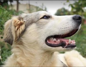 Alfie a cream and grey colour Romanian rescue dog 1 | 1 Dog at a Time Rescue UK