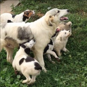 Alfie a cream and grey colour Romanian rescue dog 1 | 1 Dog at a Time Rescue UK