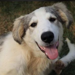 Alfie a cream and grey colour Romanian rescue dog 1 | 1 Dog at a Time Rescue UK