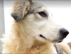 Alfie a cream and grey colour Romanian rescue dog 1 | 1 Dog at a Time Rescue UK