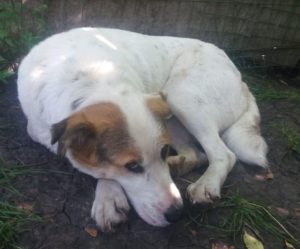 Andee a white and tan Romanian rescue dog | 1 Dog at a Time Rescue UK