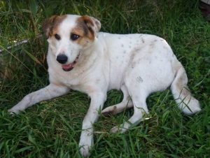 Andee a white and tan Romanian rescue dog | 1 Dog at a Time Rescue UK