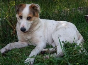 Andee a white and tan Romanian rescue dog | 1 Dog at a Time Rescue UK