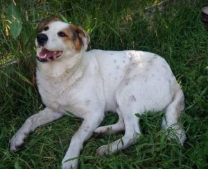 Andee a white and tan Romanian rescue dog | 1 Dog at a Time Rescue UK