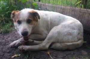 Andee a white and tan Romanian rescue dog | 1 Dog at a Time Rescue UK