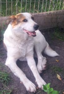 Andee a white and tan Romanian rescue dog | 1 Dog at a Time Rescue UK