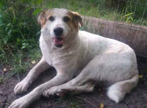 Andee a white and tan Romanian rescue dog | 1 Dog at a Time Rescue UK
