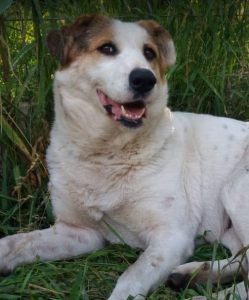 Andee a white and tan Romanian rescue dog | 1 Dog at a Time Rescue UK