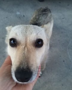 Demi, a faun and black Romanian rescue dog | 1 Dog at a Time Rescue UK