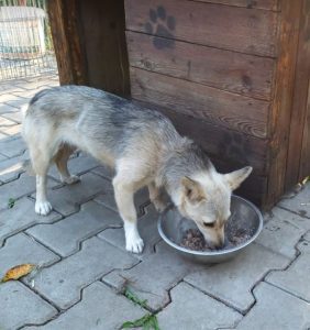 Demi, a faun and black Romanian rescue dog | 1 Dog at a Time Rescue UK