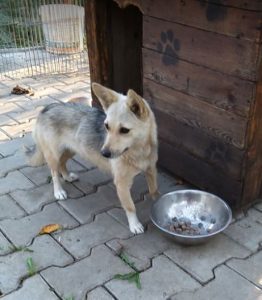 Demi, a faun and black Romanian rescue dog | 1 Dog at a Time Rescue UK