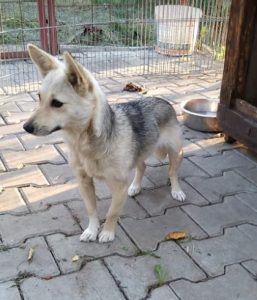 Demi, a faun and black Romanian rescue dog | 1 Dog at a Time Rescue UK