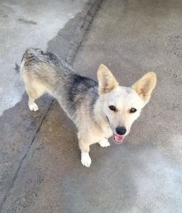 Demi, a faun and black Romanian rescue dog | 1 Dog at a Time Rescue UK