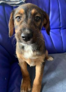 Dougie a brown and black colour Romanian rescue dog 1 | 1 Dog at a Time Rescue UK