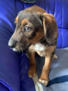 Dougie a brown and black colour Romanian rescue dog 1 | 1 Dog at a Time Rescue UK