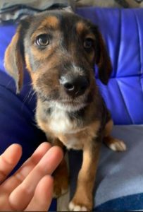 Dougie a brown and black colour Romanian rescue dog 1 | 1 Dog at a Time Rescue UK