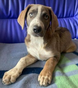 Dudley dog shop rescue centre