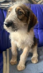 Duffie a brown and white colour Romanian rescue dog 1 | 1 Dog at a Time Rescue UK