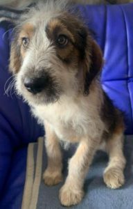 Duffie a brown and white colour Romanian rescue dog 1 | 1 Dog at a Time Rescue UK