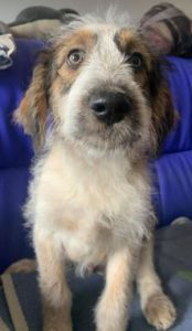 Duffie a brown and white colour Romanian rescue dog 1 | 1 Dog at a Time Rescue UK