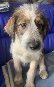 Duffie a brown and white colour Romanian rescue dog 1 | 1 Dog at a Time Rescue UK