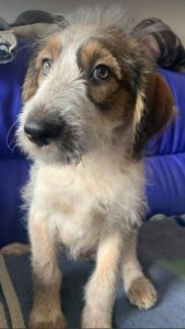 Duffie a brown and white colour Romanian rescue dog 1 | 1 Dog at a Time Rescue UK