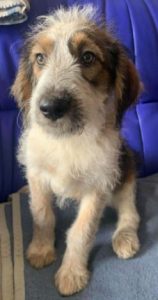 Duffie a brown and white colour Romanian rescue dog 1 | 1 Dog at a Time Rescue UK