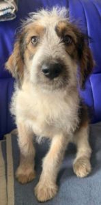 Duffie a brown and white colour Romanian rescue dog 1 | 1 Dog at a Time Rescue UK
