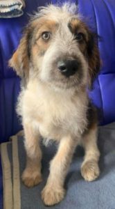 Duffie a brown and white colour Romanian rescue dog 1 | 1 Dog at a Time Rescue UK