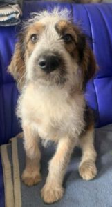 Duffie a brown and white colour Romanian rescue dog 1 | 1 Dog at a Time Rescue UK