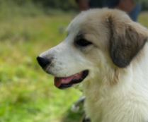 Gemma a white and faun Romanian rescue dog 2_1 Dog at a Time Rescue UK Gemma a white and faun Romanian rescue dog | 1 Dog at a Time Rescue UK