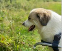 Gemma a white and faun Romanian rescue dog | 1 Dog at a Time Rescue UK