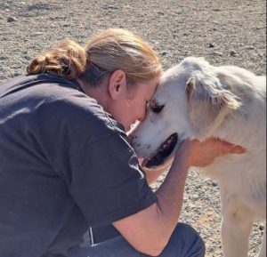 Marlo a faun coloured Romanian rescue dog | 1 Dog at a Time Rescue UK