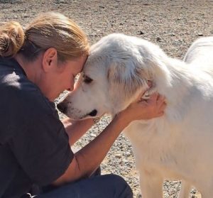 Marlo a faun coloured Romanian rescue dog | 1 Dog at a Time Rescue UK