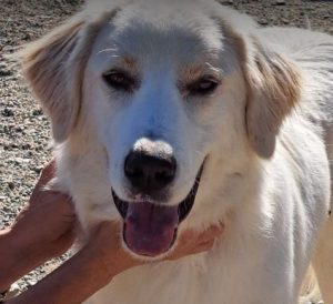 Marlo a faun coloured Romanian rescue dog | 1 Dog at a Time Rescue UK