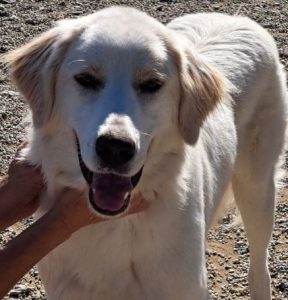 Marlo a faun coloured Romanian rescue dog | 1 Dog at a Time Rescue UK