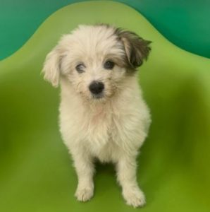 Millie a white Romanian rescue dog | 1 Dog at a Time Rescue UK