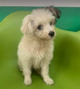 Millie a white Romanian rescue dog | 1 Dog at a Time Rescue UK