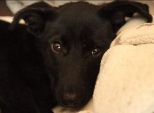 Oana a black Romanian rescue dog | 1 Dog at a Time Rescue UK