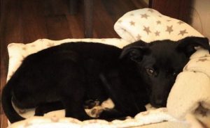 Oana a black Romanian rescue dog | 1 Dog at a Time Rescue UK