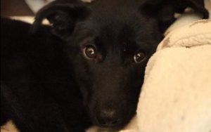 Oana a black Romanian rescue dog | 1 Dog at a Time Rescue UK