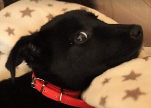 Oana a black Romanian rescue dog | 1 Dog at a Time Rescue UK