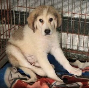 Bandit a white and grey Romanian rescue dog | 1 Dog at a Time Rescue UK